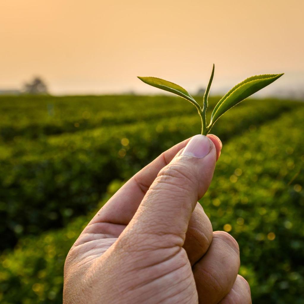 Bannière visuelle de présentation de la formation