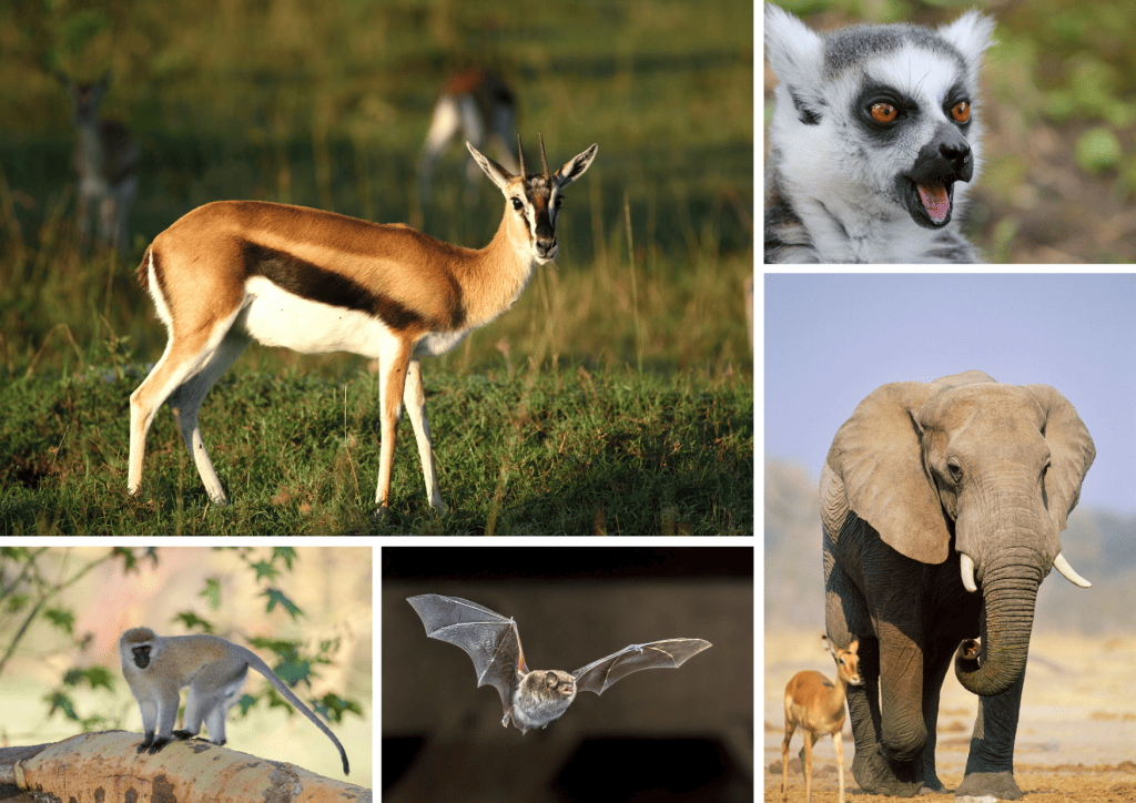 Bannière visuelle de présentation de la formation