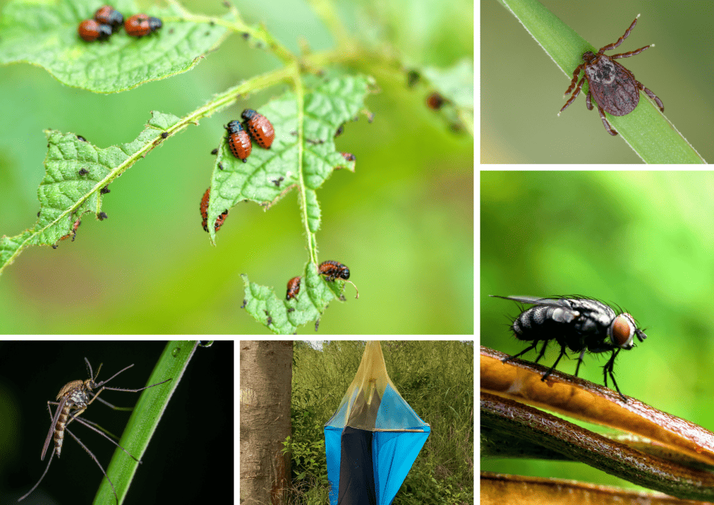 Bannière visuelle de présentation de la formation