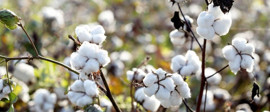 Bannière visuelle de présentation de la formation