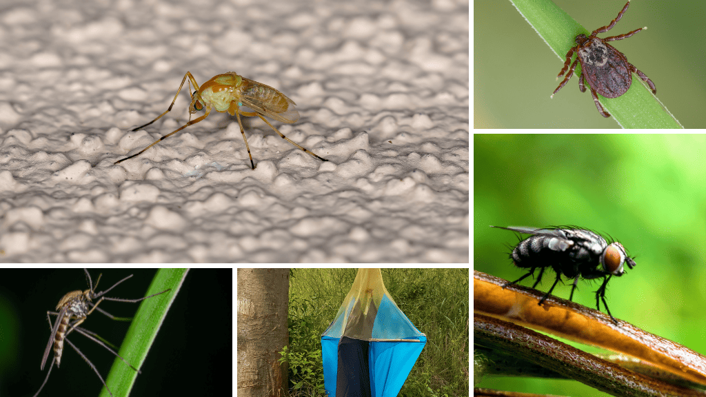 Bannière visuelle de présentation de la formation