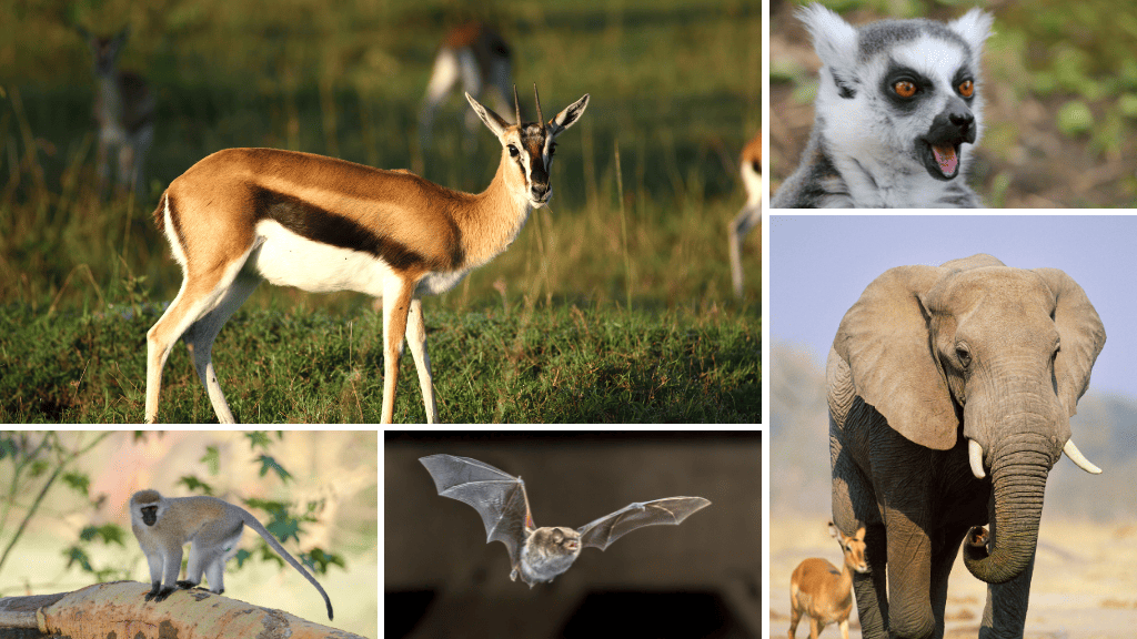 Bannière visuelle de présentation de la formation