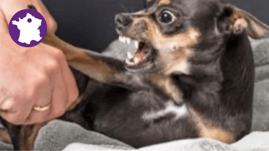 Bannière visuelle de présentation de la formation