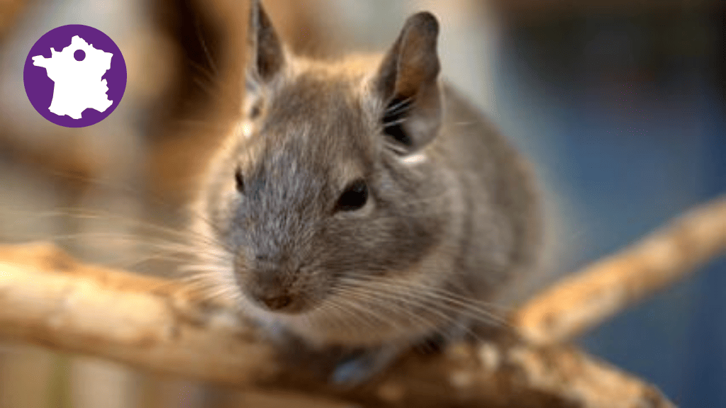 Bannière visuelle de présentation de la formation