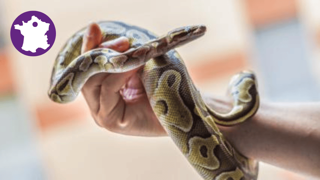 Bannière visuelle de présentation de la formation