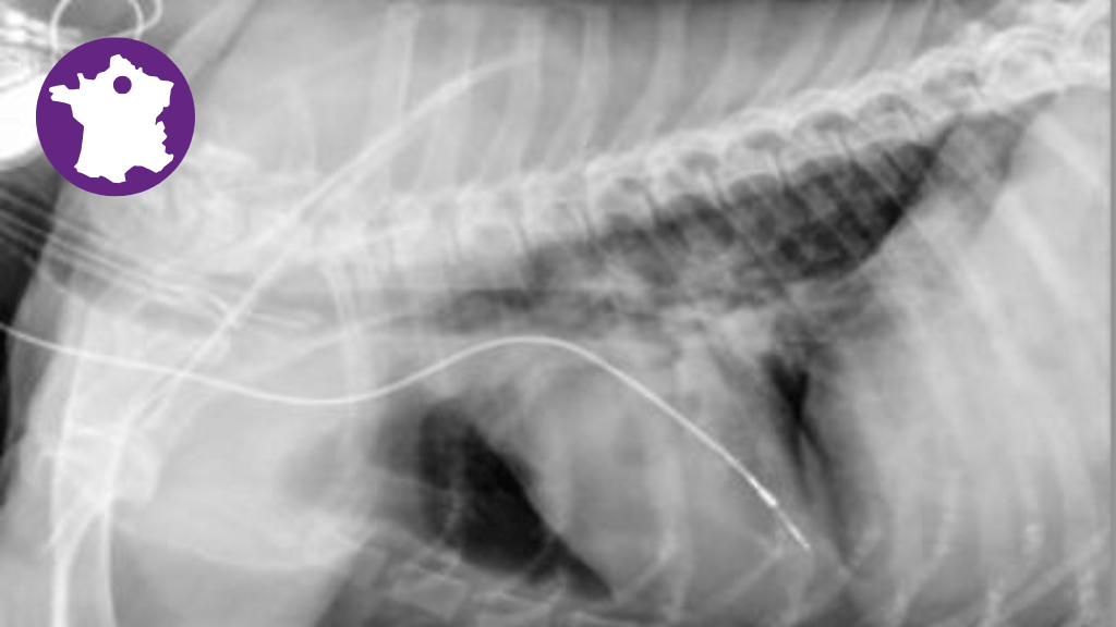 Bannière visuelle de présentation de la formation