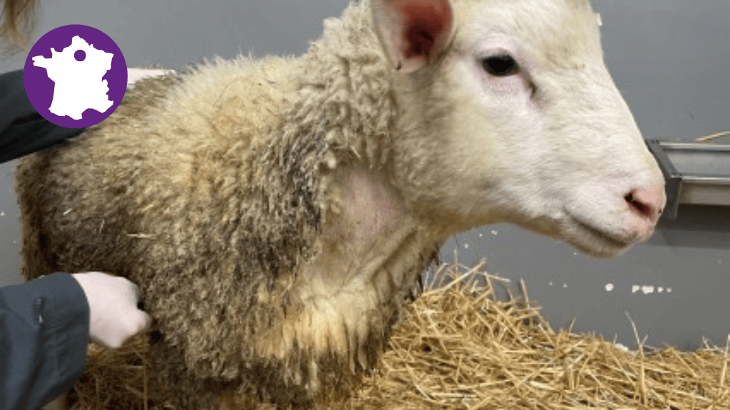 Bannière visuelle de présentation de la formation