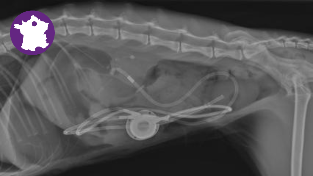 Bannière visuelle de présentation de la formation