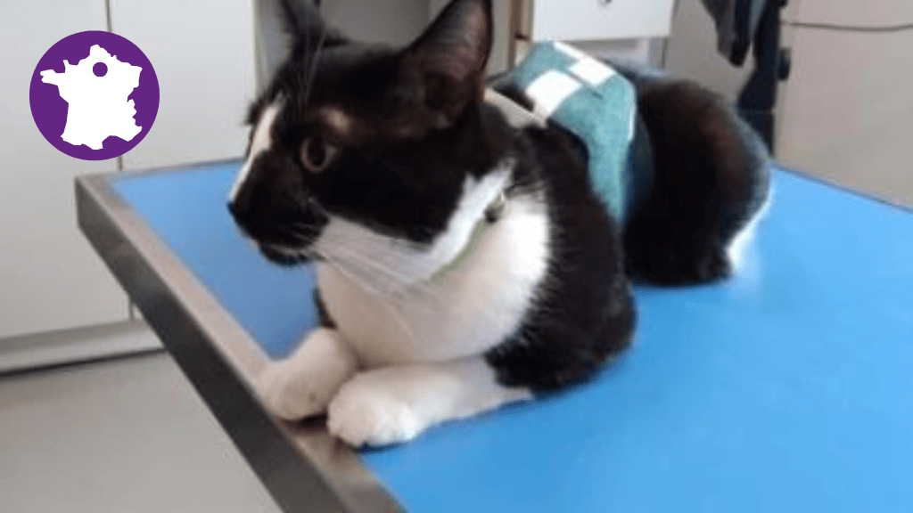 Bannière visuelle de présentation de la formation