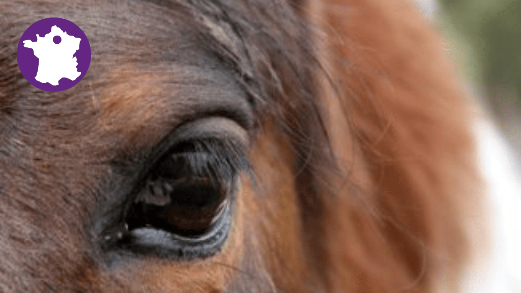 Bannière visuelle de présentation de la formation