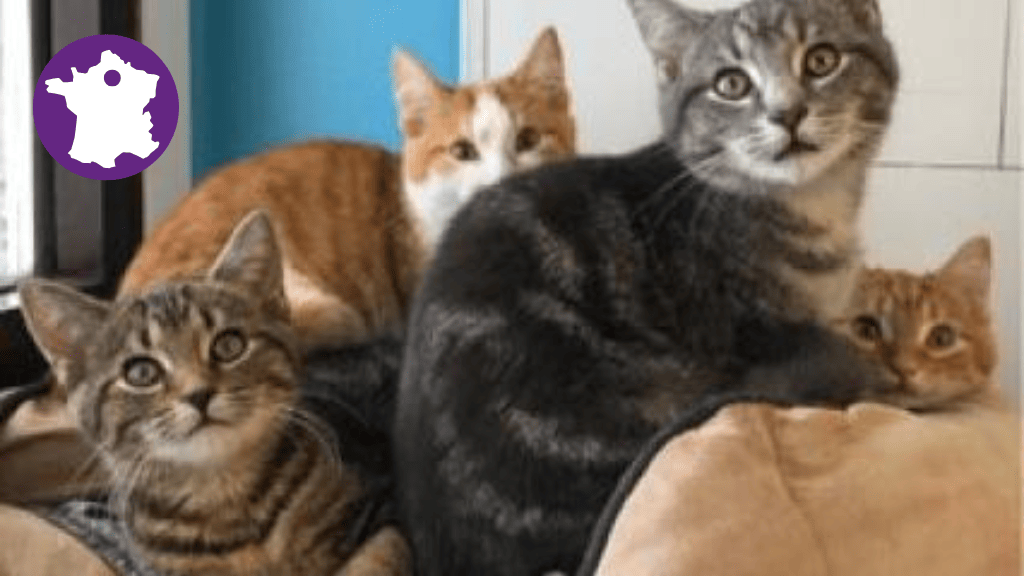 Bannière visuelle de présentation de la formation