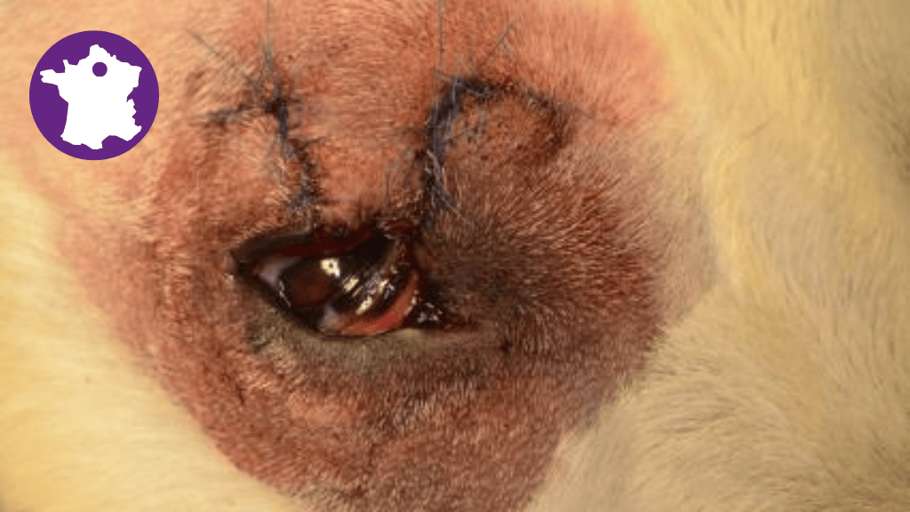 Bannière visuelle de présentation de la formation