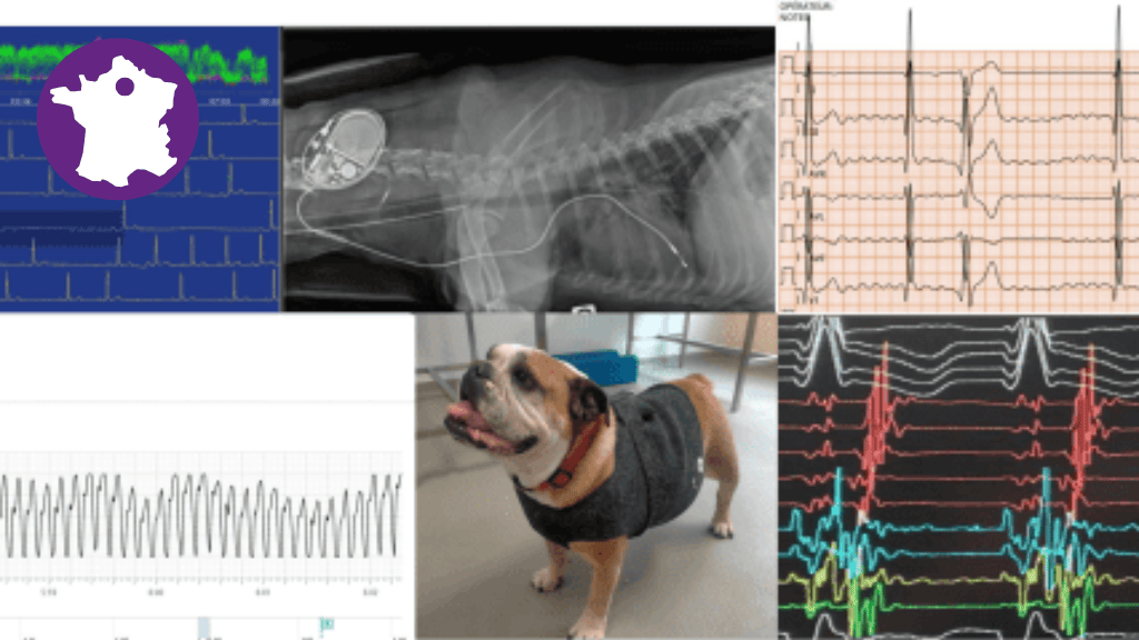 Bannière visuelle de présentation de la formation