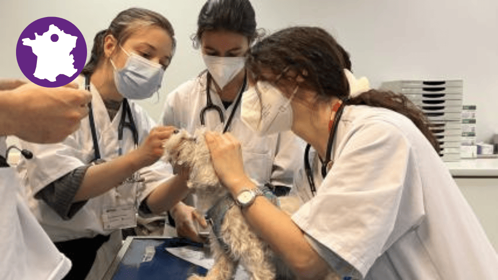 Bannière visuelle de présentation de la formation