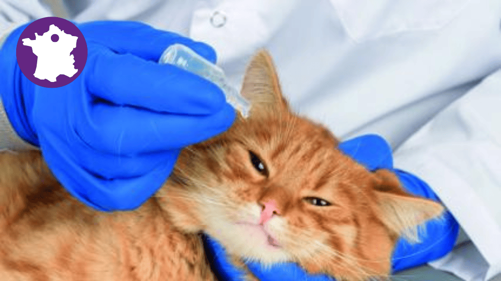 Bannière visuelle de présentation de la formation