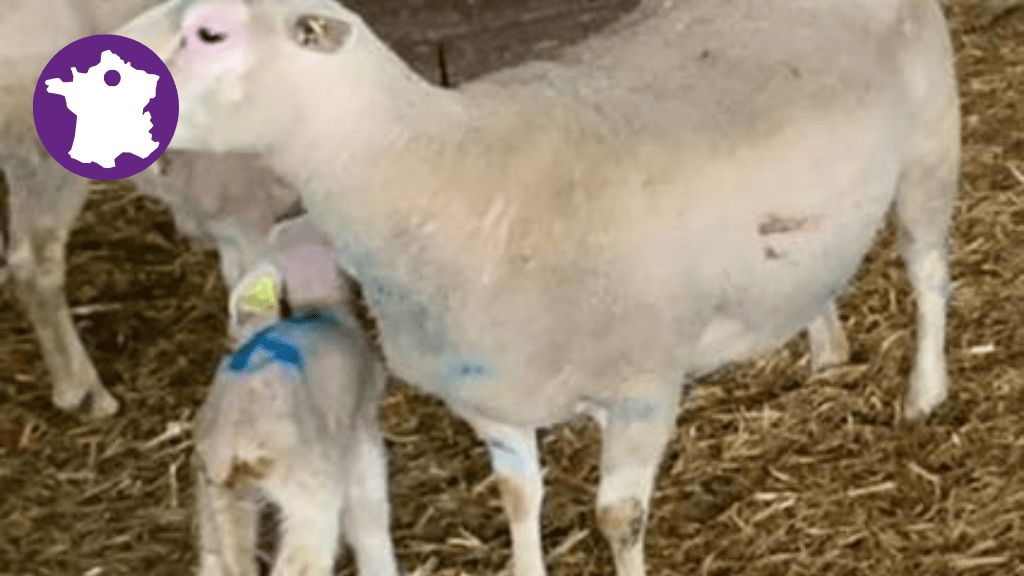 Bannière visuelle de présentation de la formation