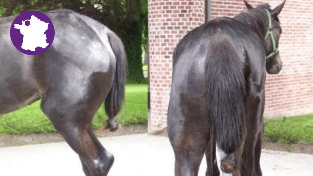 Bannière visuelle de présentation de la formation