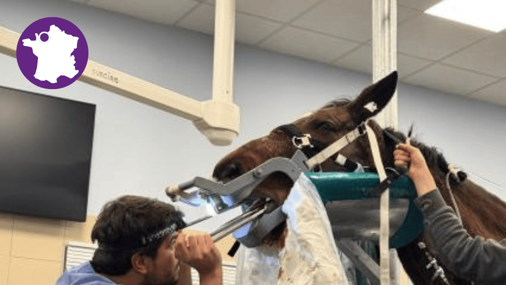 Bannière visuelle de présentation de la formation