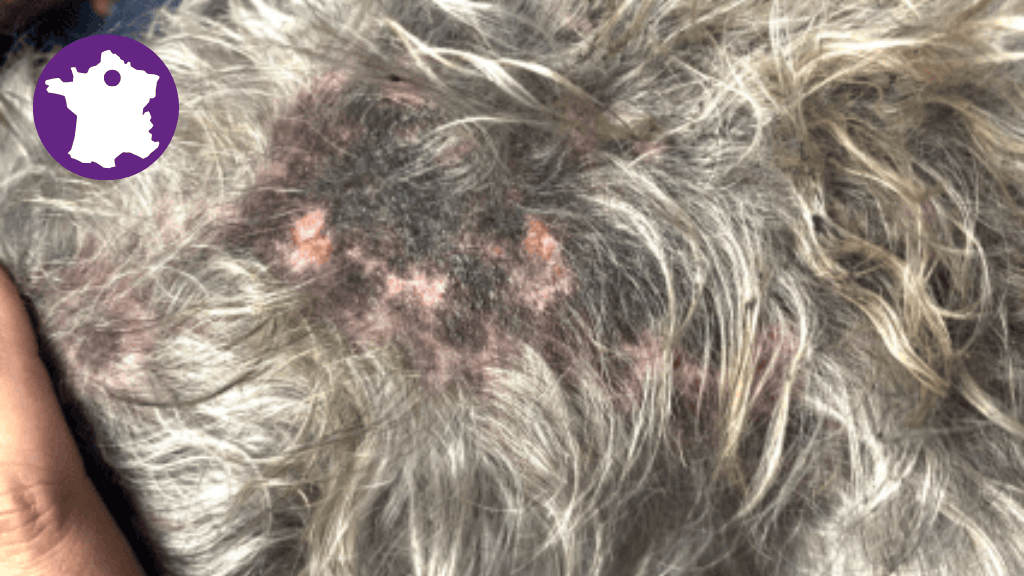 Bannière visuelle de présentation de la formation