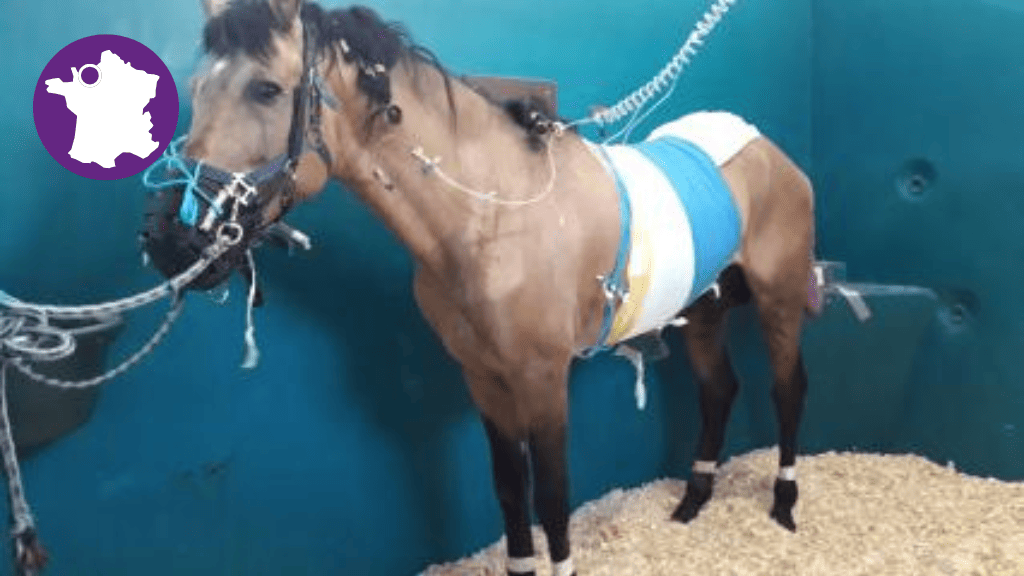 Bannière visuelle de présentation de la formation