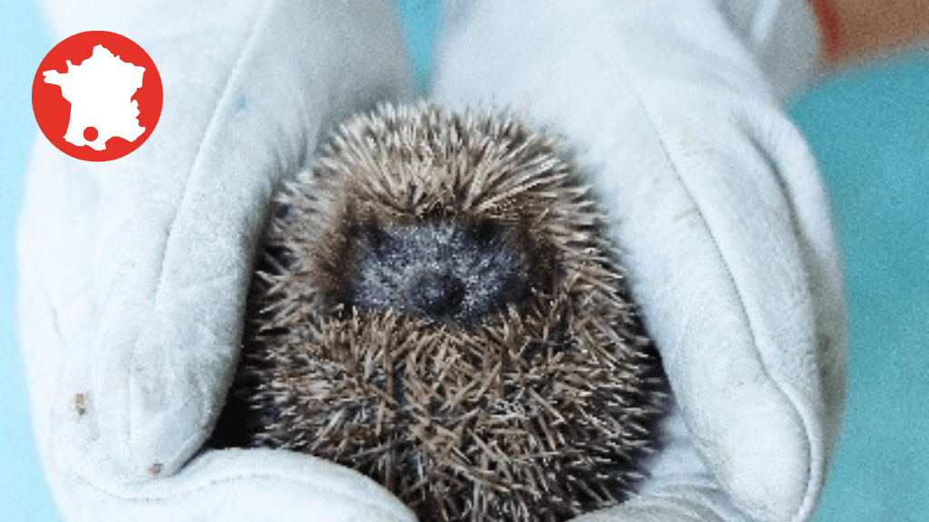 Bannière visuelle de présentation de la formation