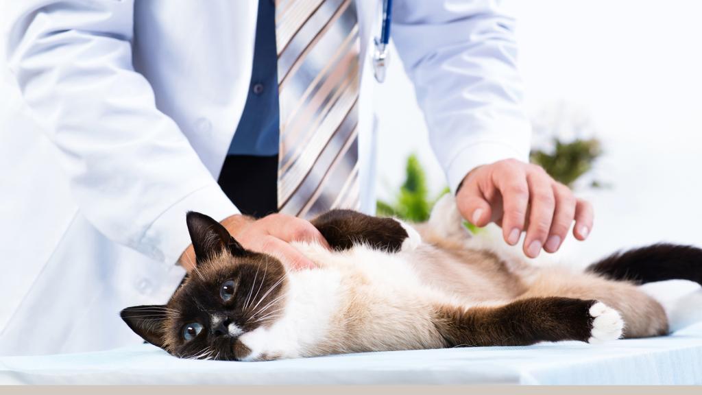 Bannière visuelle de présentation de la formation