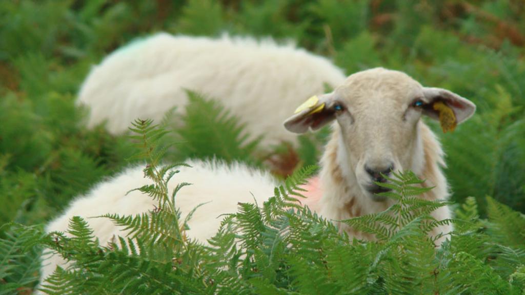 Bannière visuelle de présentation de la formation