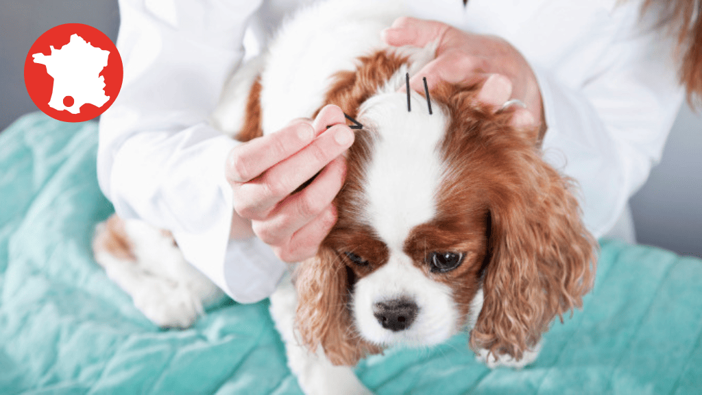 Bannière visuelle de présentation de la formation