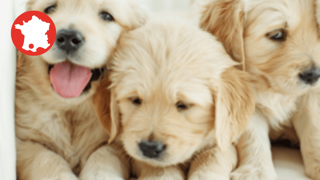 Bannière visuelle de présentation de la formation