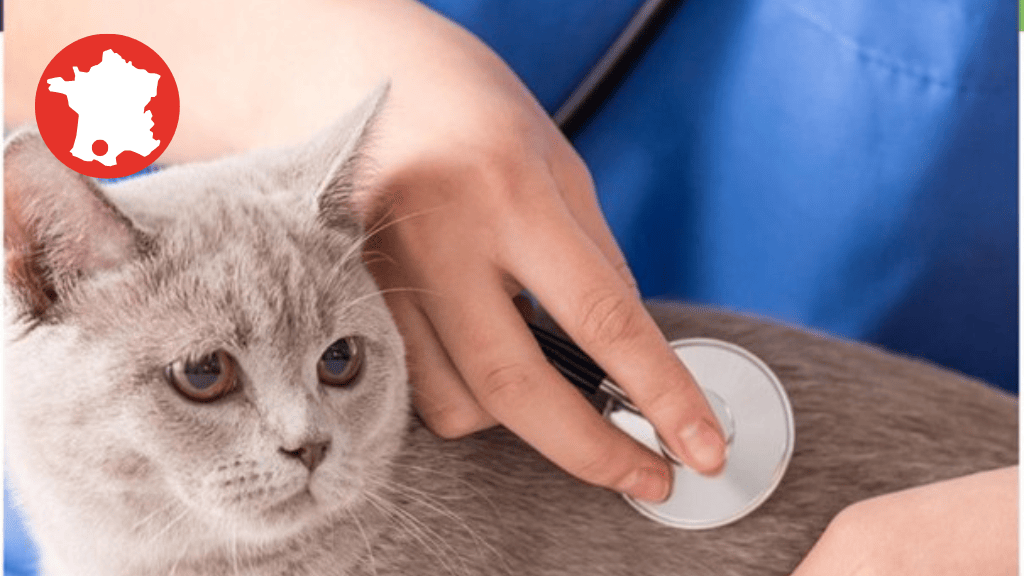 Bannière visuelle de présentation de la formation