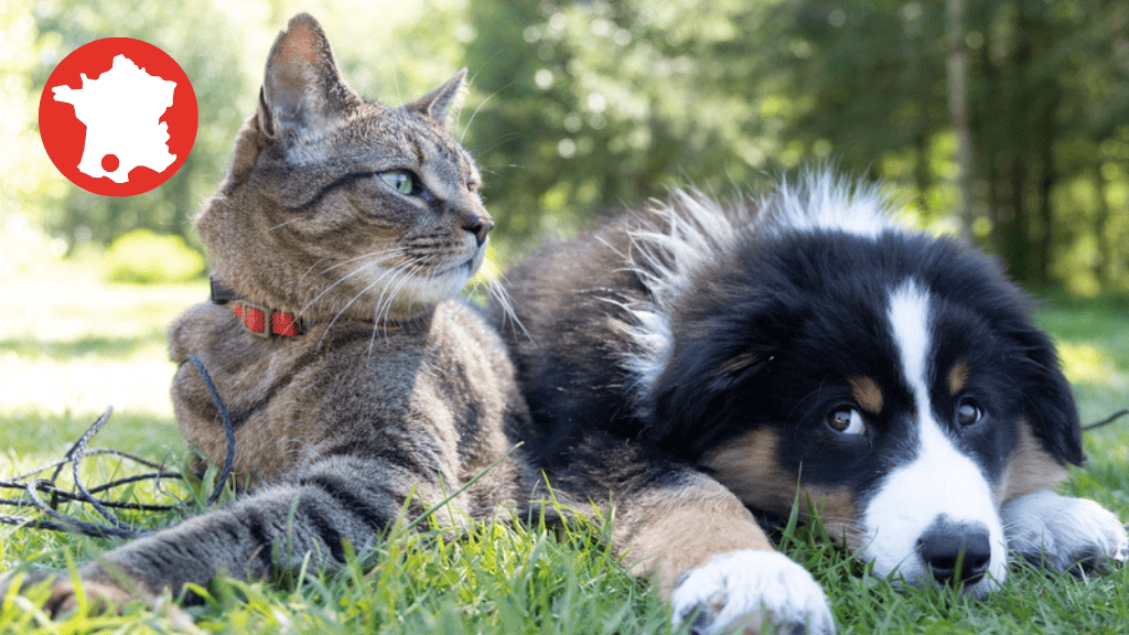 Bannière visuelle de présentation de la formation