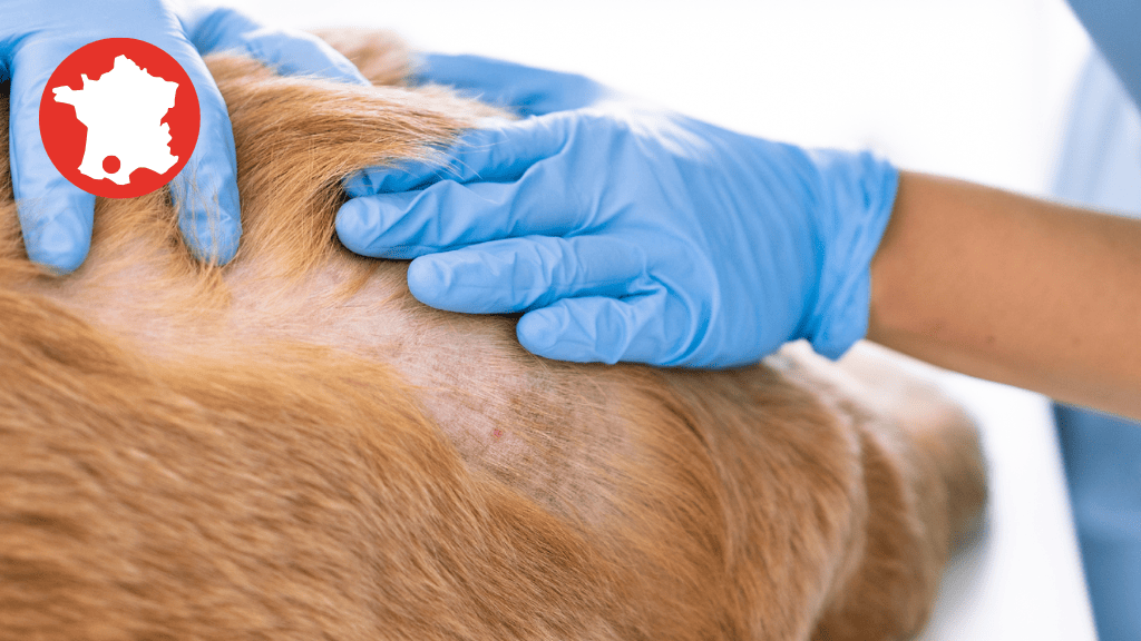 Bannière visuelle de présentation de la formation