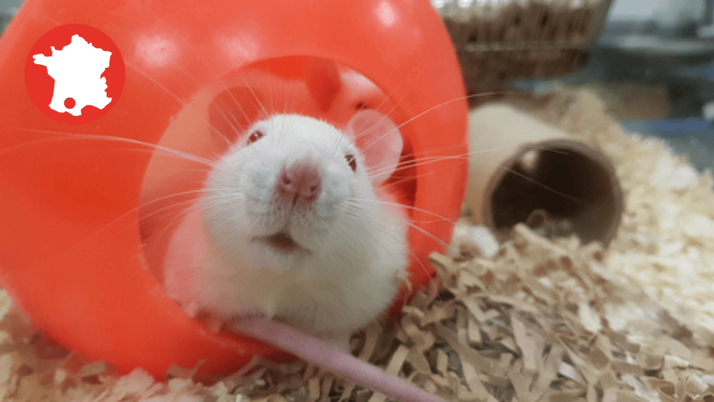 Bannière visuelle de présentation de la formation