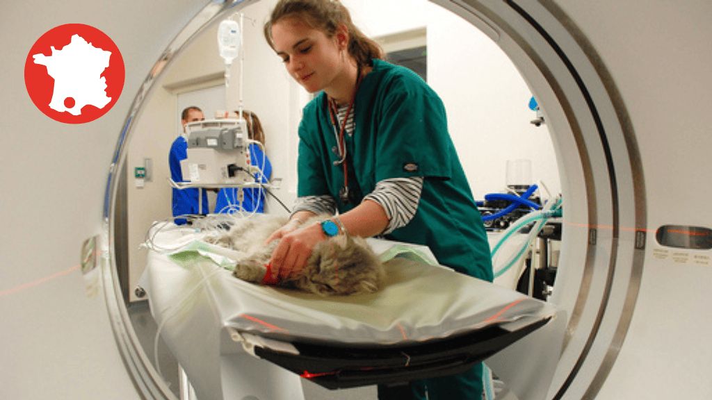 Bannière visuelle de présentation de la formation