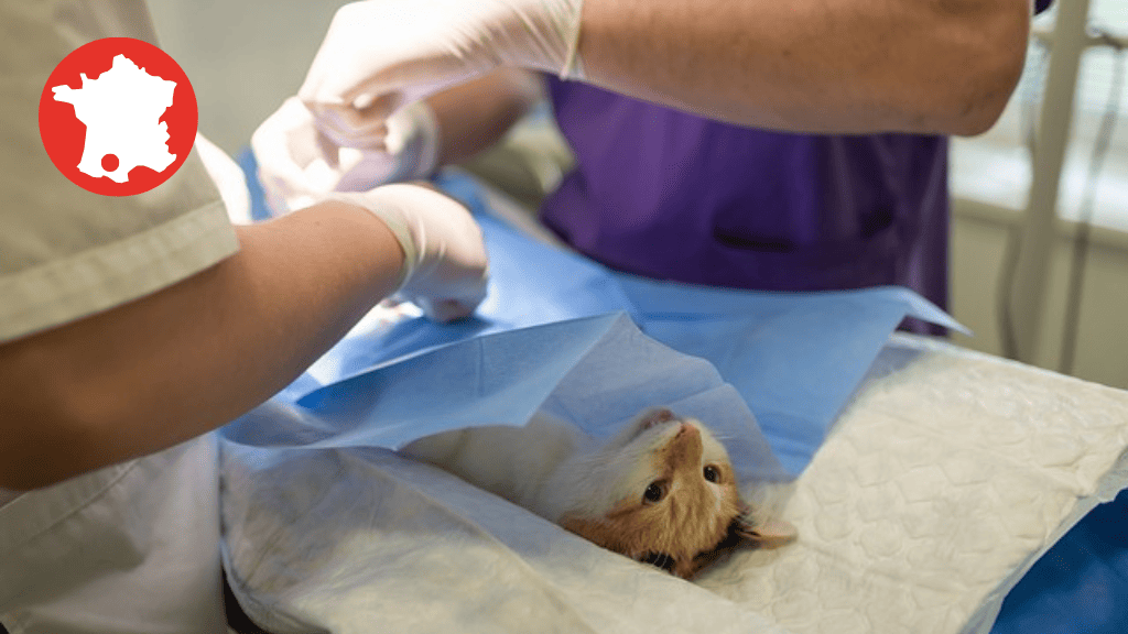 Bannière visuelle de présentation de la formation