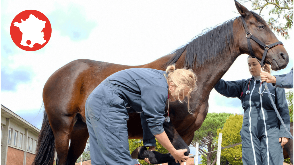 Bannière visuelle de présentation de la formation
