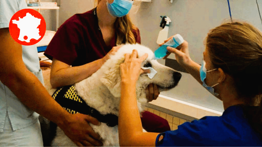 Bannière visuelle de présentation de la formation