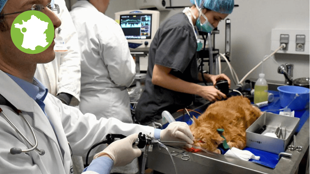 Bannière visuelle de présentation de la formation