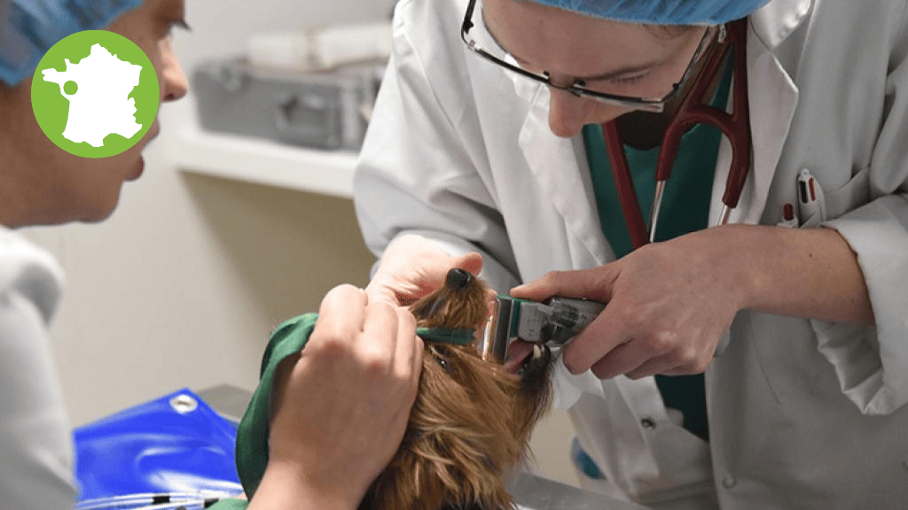 Bannière visuelle de présentation de la formation