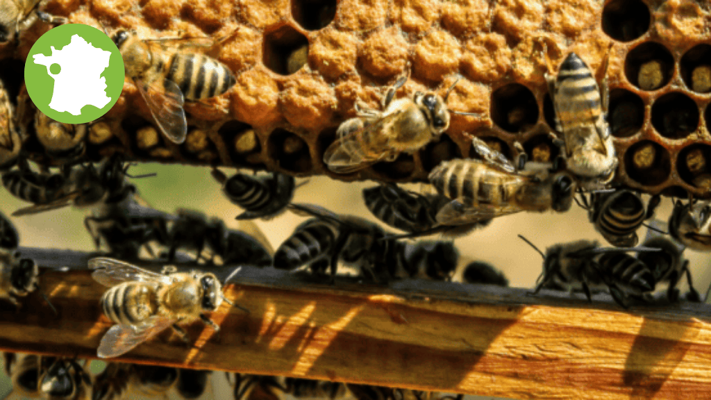 Bannière visuelle de présentation de la formation