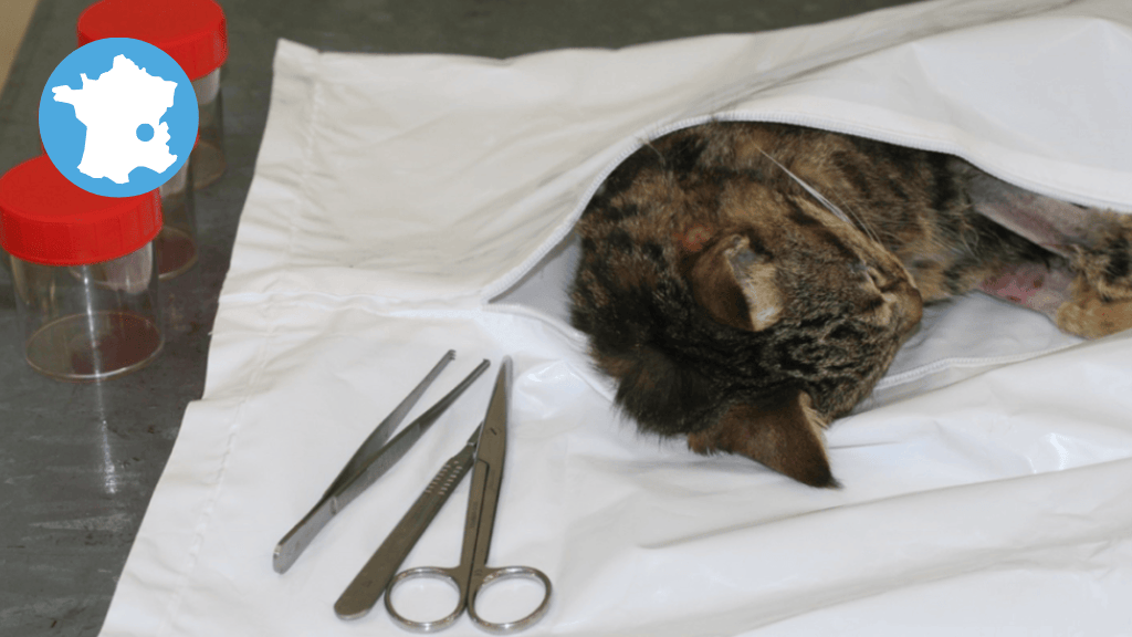 Bannière visuelle de présentation de la formation