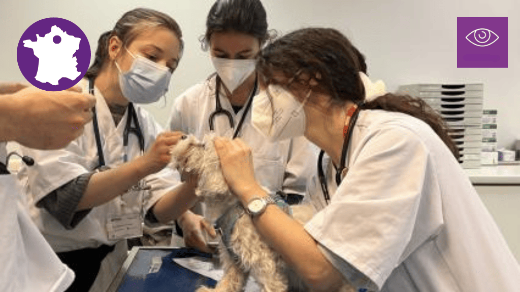 Bannière visuelle de présentation de la formation