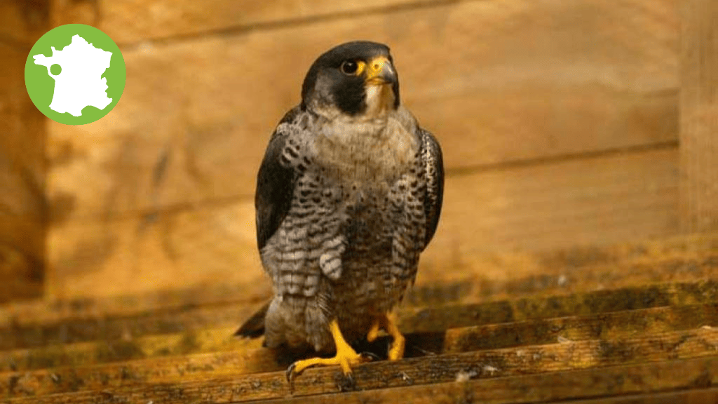 Bannière visuelle de présentation de la formation