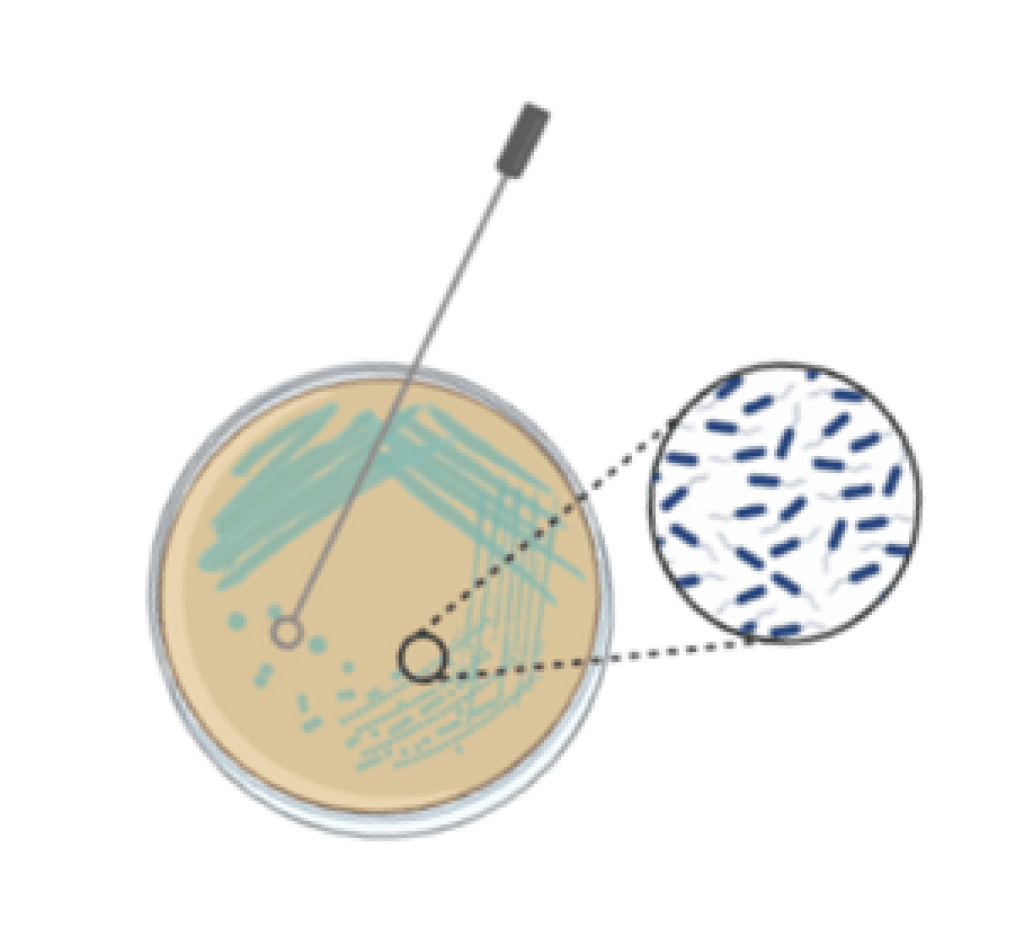 Bannière visuelle de présentation de la formation