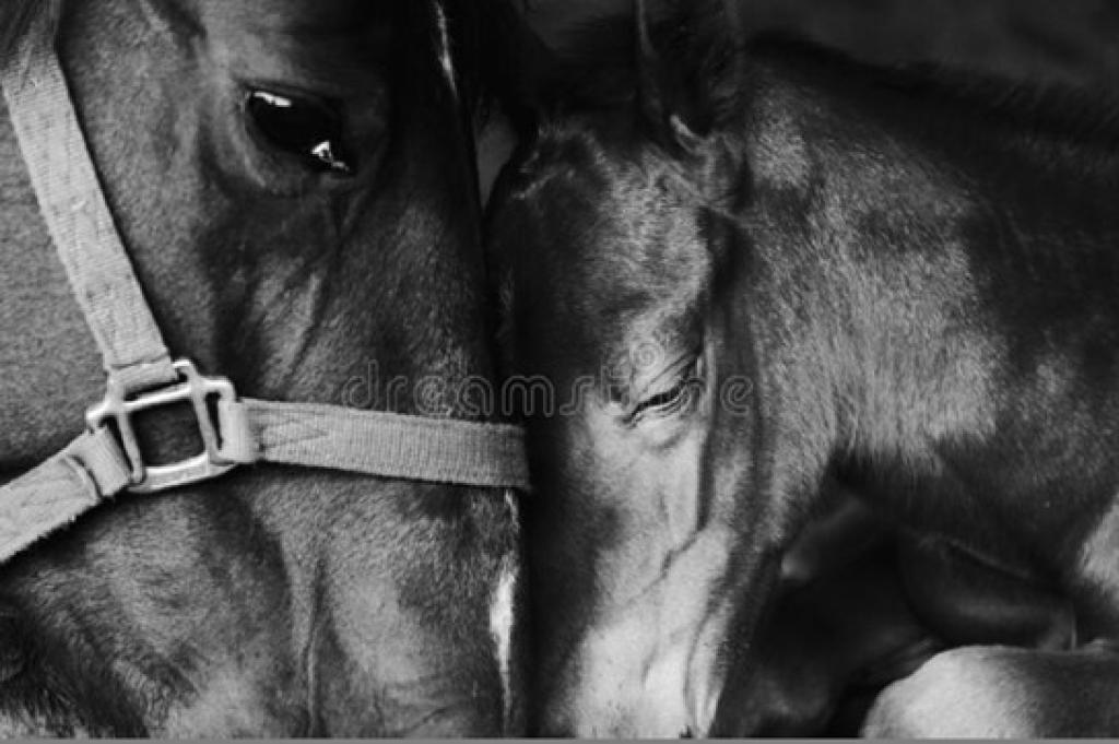 Bannière visuelle de présentation de la formation