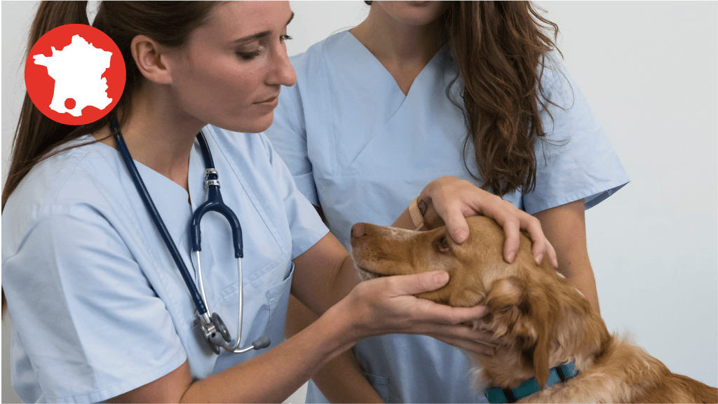 Bannière visuelle de présentation de la formation