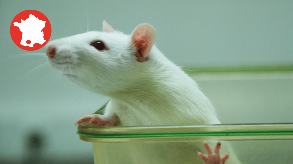 Bannière visuelle de présentation de la formation