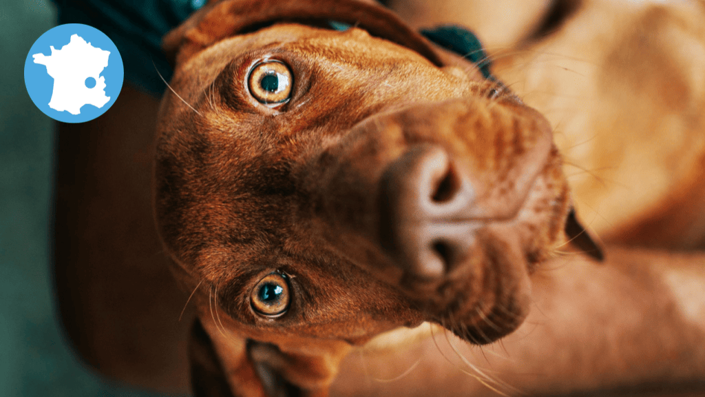 Bannière visuelle de présentation de la formation
