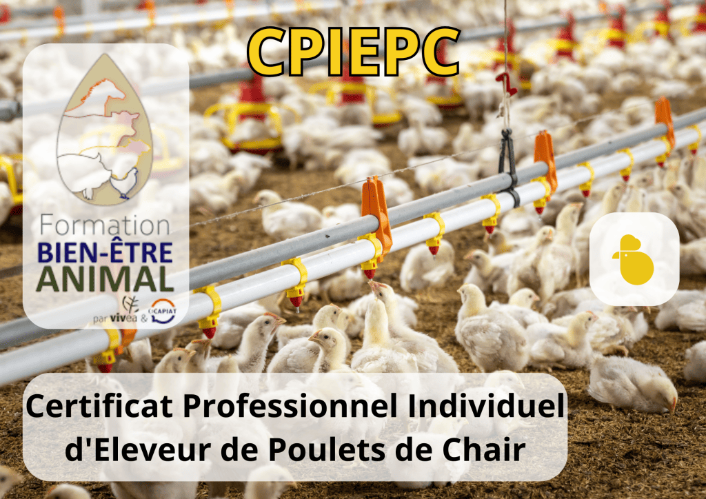 Bannière visuelle de présentation de la formation