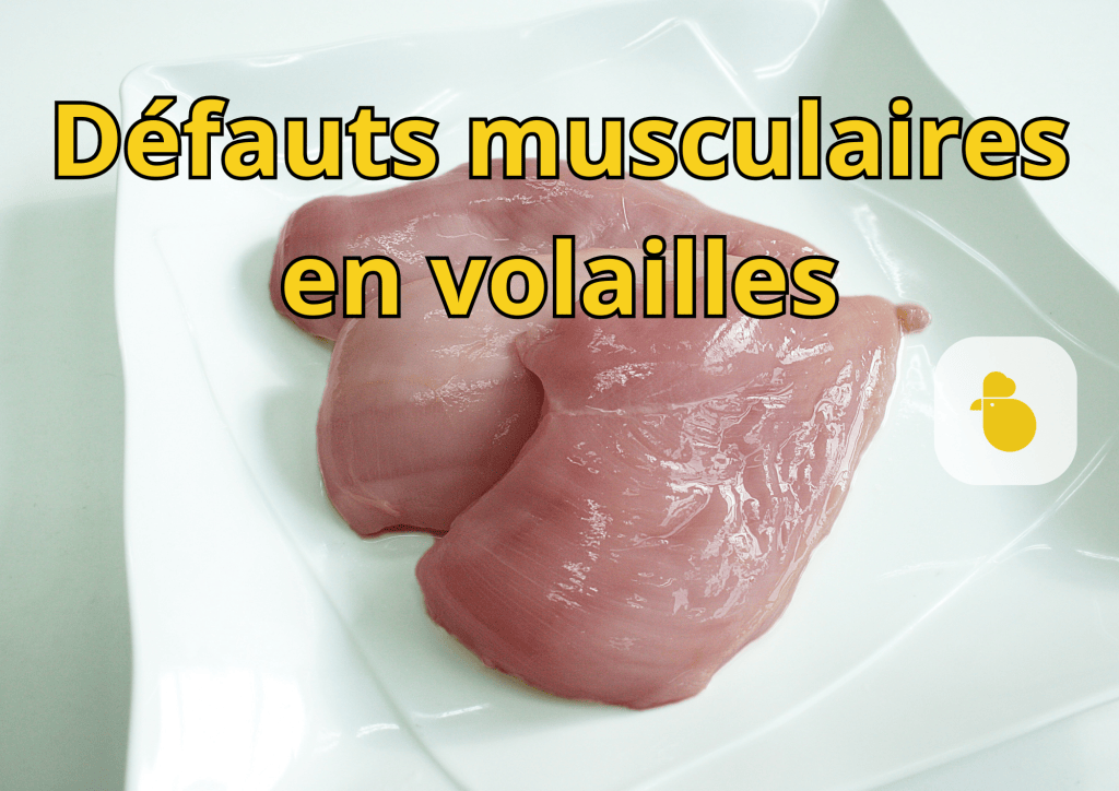 Bannière visuelle de présentation de la formation